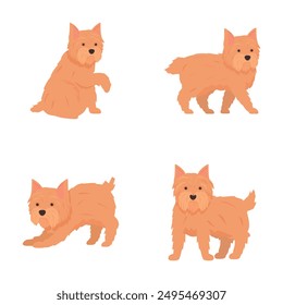 Ilustración de cuatro adorables terriers escoceses en diferentes posiciones sobre un fondo liso