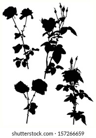 illustration with four black rose flowers isolated on white background