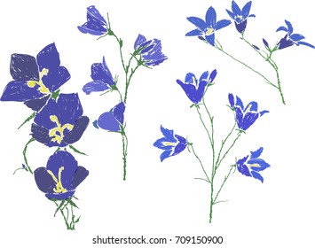 illustration with four blue campanula flowers isolated on white background