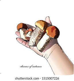 illustration of four boletus mushrooms on the palm, sketch vector graphic colour illustration on white background