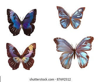 illustration with four different butterflies isolated on white background