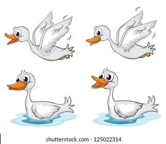 Illustration of four ducks on a white background