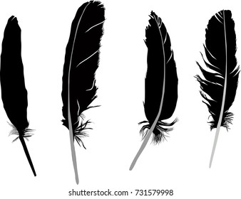 illustration with four feathers isolated on white background