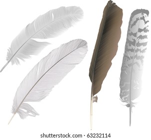 illustration with four feathers on white background