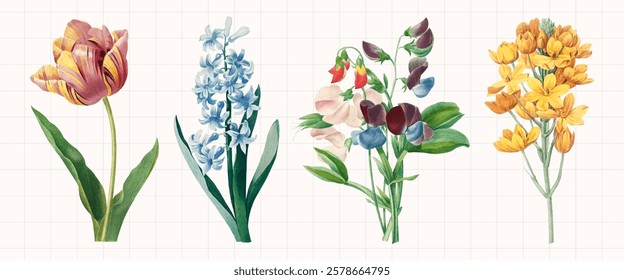 Illustration of four flowers: tulip, hyacinth, sweet pea, and yellow freesia. Each flower is detailed, colorful, and set against a grid background. Spring flower illustrations, isolated vector set.