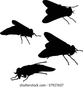 illustration with four fly silhouettes isolated on white