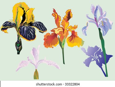 illustration with four iris flowers isolated on light blue background