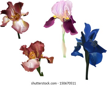 illustration with four irises isolated on white background