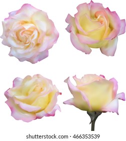 illustration with four light rose blooms isolated on white background