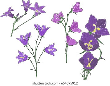 illustration with four lilac campanula flowers isolated on white background