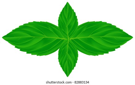 illustration with four mint leaves isolated on white background