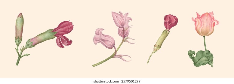 Illustration of four pink flowers, each with unique shapes and petals. Pink flowers in a row, showcasing delicate pink hues and intricate petal designs. Vintage illustrations, isolated vector set.