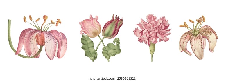 Illustration of four pink flowers, each with unique petals and leaves, showcasing diverse floral designs and botanical art in soft pink hues. Vintage illustrations, isolated element vector set.