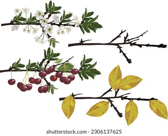 illustration with four seasons cherry tree branches isolated on white background