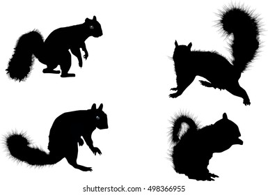 illustration with four squirrels isolated on white background