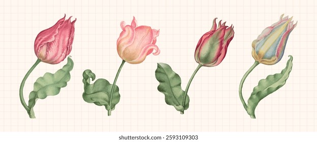 Illustration of four tulips with green leaves. Each tulip has a unique color and shape, showcasing a variety of tulip designs on a grid background. Vintage illustrations, isolated element vector set.