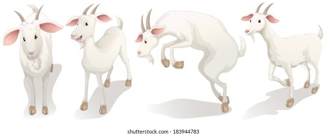Illustration of the four white goats on a white background