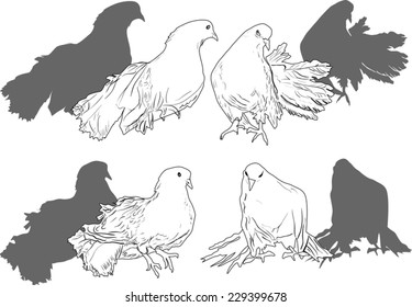 illustration with four white pigeon collection