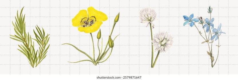 Illustration of four wildflowers: yellow poppy, white dandelion, blue delphinium, and green leaves, arranged on a grid background. Botanical art style. Nature illustrations, isolated element vectors.