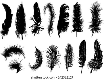 illustration with fourteen black feathers isolated on white background