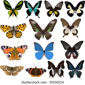 illustration with fourteen color butterflies isolated on white background