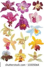 illustration with fourteen orchids collection