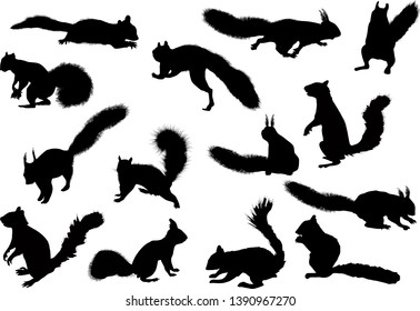 illustration with fourteen squirrels isolated on white background