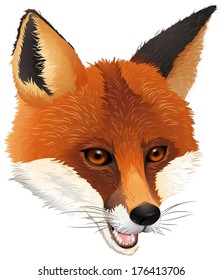 Illustration of a fox on a white background