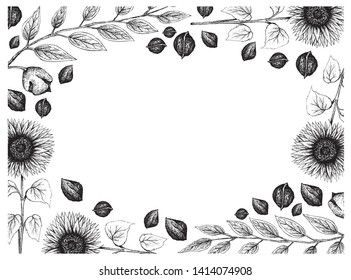 Illustration Frame fof Hand Drawn Sketch of Sunflowers and Black Walnuts or Juglans Ni-gra on White Background.