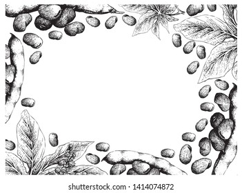 Illustration Frame of Hand Drawn Sketch Fresh Fava Bean or Broad Beans and Castor Beans or Ricinus Communis on White Background.