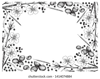 Illustration Frame of Hand Drawn Sketch of Canola Seeds and Japanese Chestnuts, Korean Chestnut or Castanea Crenata Fruits on White Background. 