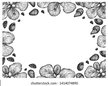 Illustration Frame of Hand Drawn Sketch of Almond Nuts and Terminalia Catappa or Malabar Almonds Fruits on White Background.