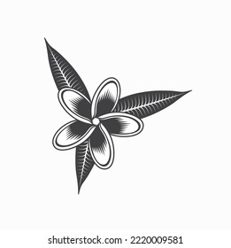 illustration of frangipani flower, vector art.