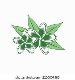 ilustración de flor frangipani, arte vectorial.