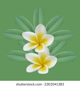Illustration of frangipani flowers and leaves as a background