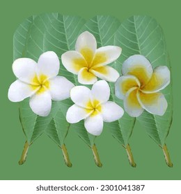 Illustration of frangipani flowers and leaves as a background
