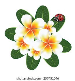 illustration. frangipani with ladybird beetles on a white background