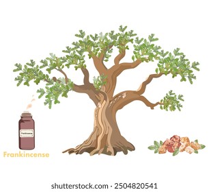 Illustration of frankincense tree and essential oil