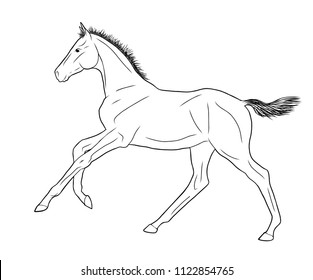 An illustration of a freely cantering foal.