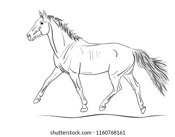 An illustration of a freely trotting horse.