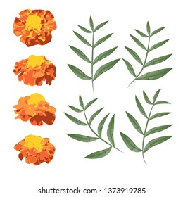 Illustration of french marigold flower and leaf element, watercolor white background.