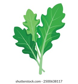 illustration of fresh arugula Vegetable