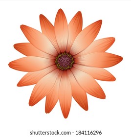 Illustration of a fresh blooming flower on a white background