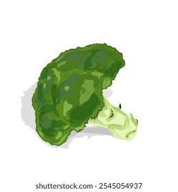 illustration of fresh broccoli vegetables without background