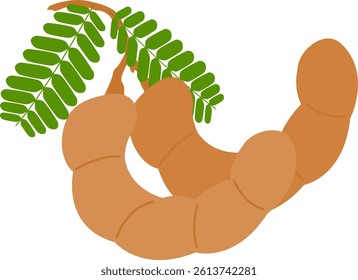 Illustration of Fresh Brown Tamarind