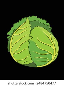 Illustration of a fresh cabbage