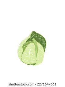 Illustration of fresh cabbage vector vegetables