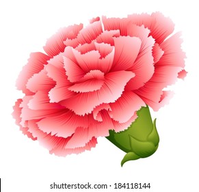 Illustration of a fresh carnation pink flower on a white background