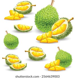 Illustration of fresh durian fruit collection isolated on transparent background