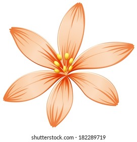 Illustration of a fresh five-petal orange flower on a white background